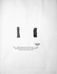 Dendrostoma leiphaemia image